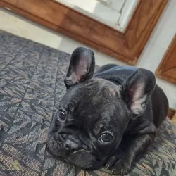 Adorable French Bulldog puppy - Male