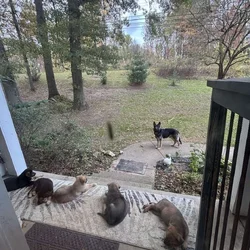 German Shepherd Rottweiler Great Pyrenees Pups 8w