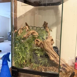 Crested Gecko, cage and supplies for sale