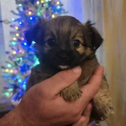 Shima Yorkies