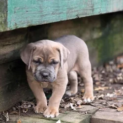 PURE CANE CORSO PUPS🐾