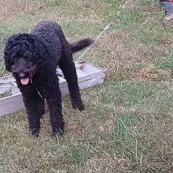 4yr old female labradoodle