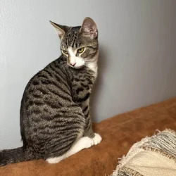 Cat/Kitten in need of a home