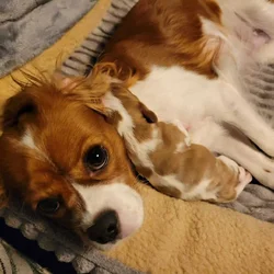 Christmas Cavalier King Charles Spaniel!