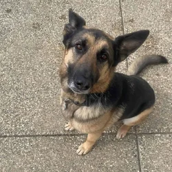 Female Shepherd