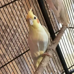 Selling my Cockteils