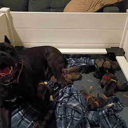 CCC's Kennel Cane Corso Puppies