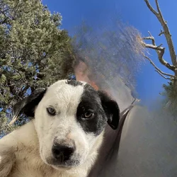 Free Puppies