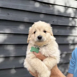 Pomedoodle Pups