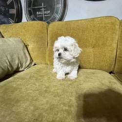 Shih-Poo Puppy