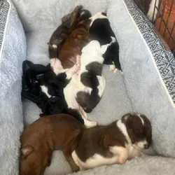 Toy Terriers