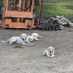 Male Lab puppy