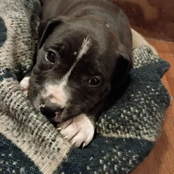AMERICAN STAFFY GIRL