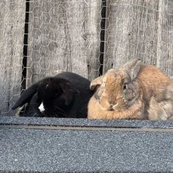 Bunnies looking for loving homes