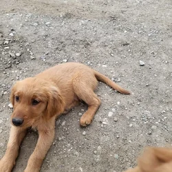 Golden Retriever pups (dark)