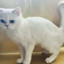 British Shorthair | Phoenix az
