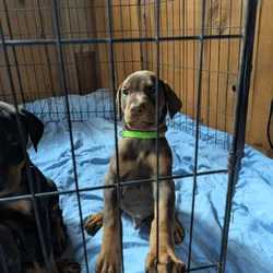 Doberman puppy