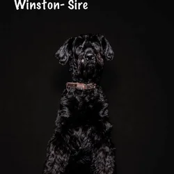 Giant Schnauzer Puppies