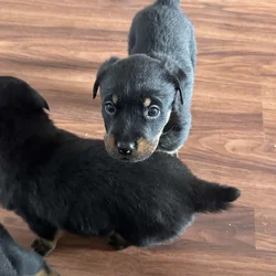 rehoming puppies