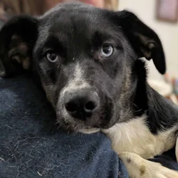 Mix breed female (petunia)