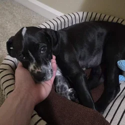 Beautiful German Shorthair Pointer Female 11 weeks