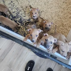 APBT puppies available