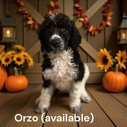 AKC Standard Poodle Puppies For Sale