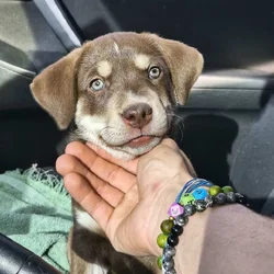 Chocolate Lab Mix - Female (Tri-Color)