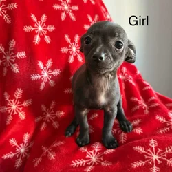 Chihuahua mix puppies looking for a home