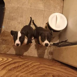 Lil Gurl and Lil Boy looking for Homes