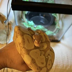 Banana Ball Python