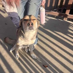 Huskey / German shepherd mix