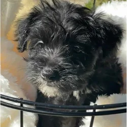 2 schnauzers for sale(feel free to buy one)