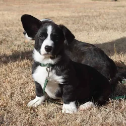 Purebred Cardigan Welsh Corgi Mr Green