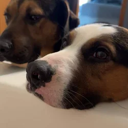 2 male mixed breeds for free