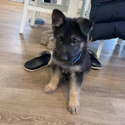 AKC German Shepard Puppies