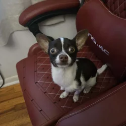 8 month old Chihuahua puppy
