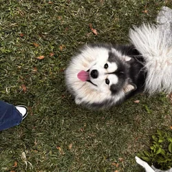 🐾 Pomsky – (Jacksonville FL)