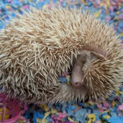 6 Month Old Female Hedgehog