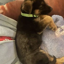 Male German Shepherd puppy