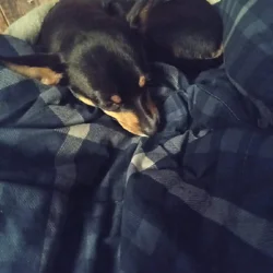 Puppy