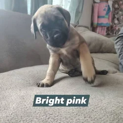 English Mastiff puppy