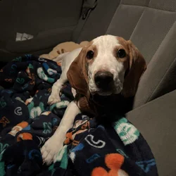 Beagle puppy