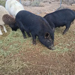Pigs 9 month old