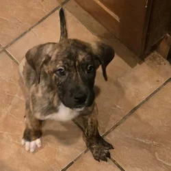 Saint Dane Puppies