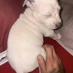 American pitbull terrier/Sharpei mix