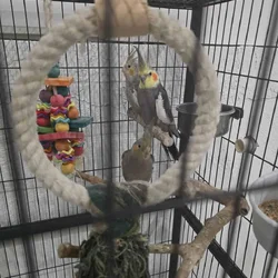Cockatiels