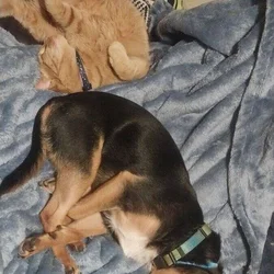 2 year old chihuahua