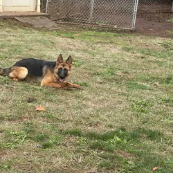 8 month old AKC German Shepard