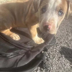 Blue eye female Merle Bully puppy
